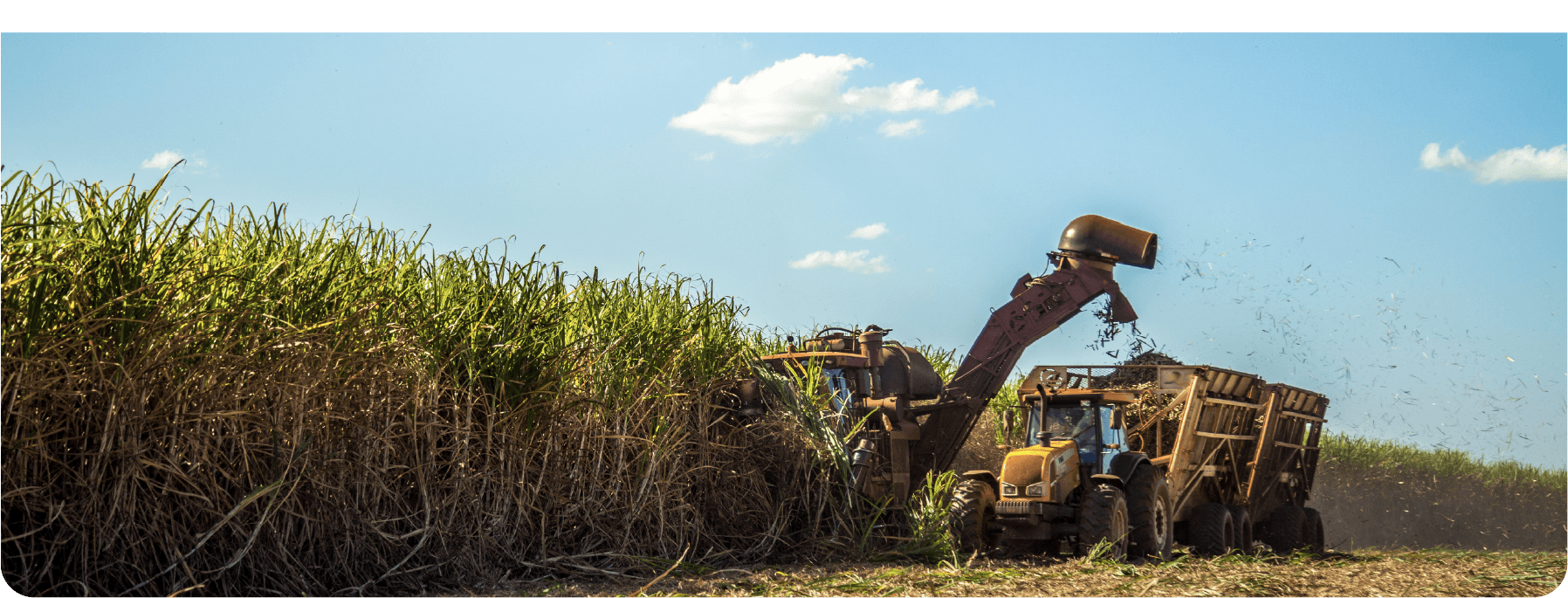 Machines qui coupent la canne à sucre